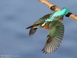 Attēlu rezultāti vaicājumam “Alcedo atthis adult”
