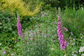 Attēlu rezultāti vaicājumam “Calamagrostis purpurea fruit”