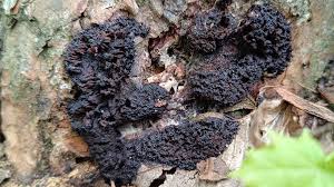 Attēlu rezultāti vaicājumam “Stemonitidaceae”