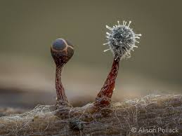 Attēlu rezultāti vaicājumam “myxomicetes”