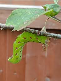 Attēlu rezultāti vaicājumam “Laothoe populi larva”