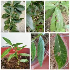 Attēlu rezultāti vaicājumam “Populus laurifolia”