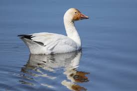 Image result for Anser caerulescens