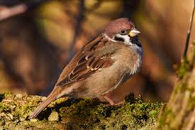 Attēlu rezultāti vaicājumam “Passer montanus adult”