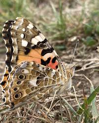Attēlu rezultāti vaicājumam “Vanessa cardui underside”