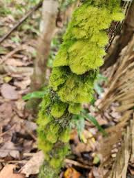 Attēlu rezultāti vaicājumam “Coenogonium pineti”