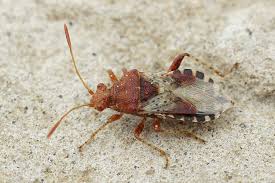 Attēlu rezultāti vaicājumam “Rhopalus maculatus imago”