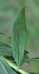 Attēlu rezultāti vaicājumam “Solidago canadensis leaf”