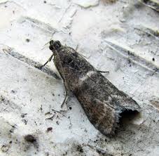 Attēlu rezultāti vaicājumam “Apomyelois bistriatella”