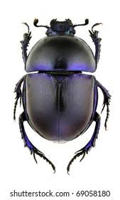 Attēlu rezultāti vaicājumam “Trypocopris vernalis”