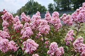 Image result for Lagerstroemia