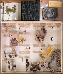 Attēlu rezultāti vaicājumam “Rabdophaga heterobia”