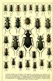 Attēlu rezultāti vaicājumam “Notiophilus palustris”