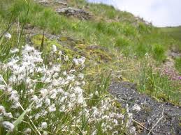 Attēlu rezultāti vaicājumam “Trichophorum alpinum fruit”