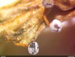 Attēlu rezultāti vaicājumam “Didymium megalosporum macro”