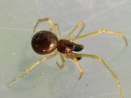 Attēlu rezultāti vaicājumam “Neottiura bimaculata”