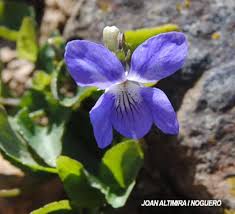 Attēlu rezultāti vaicājumam “Viola rupestris”