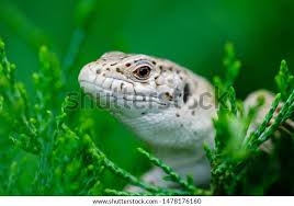 Attēlu rezultāti vaicājumam “Lacerta agilis female”
