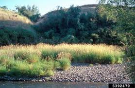 Attēlu rezultāti vaicājumam “Phalaroides arundinacea fruit”