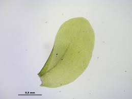 Attēlu rezultāti vaicājumam “Homalia trichomanoides”