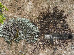 Attēlu rezultāti vaicājumam “Frullania dilatata”