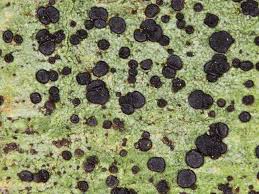 Attēlu rezultāti vaicājumam “Lecidella elaeochroma”