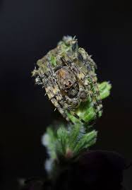 Attēlu rezultāti vaicājumam “Gibbaranea gibbosa”