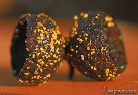 Attēlu rezultāti vaicājumam “Hymenoscyphus fructigenus”