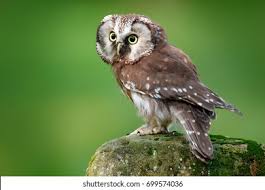 Attēlu rezultāti vaicājumam “Aegolius funereus”