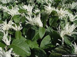 Attēlu rezultāti vaicājumam “Reynoutria japonica”