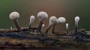 Attēlu rezultāti vaicājumam “Phleogena faginea”