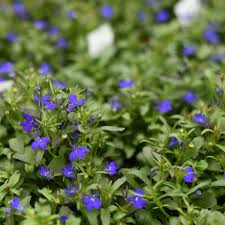 Image result for Lobelia erinus