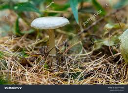 Attēlu rezultāti vaicājumam “Collybia tuberosa”