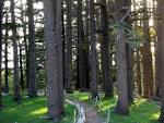 Lebanon Photos - Cedars of the Lord