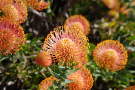 Attēlu rezultāti vaicājumam “Protapion sp.”