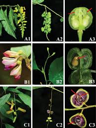 Attēlu rezultāti vaicājumam “Polygalaceae”
