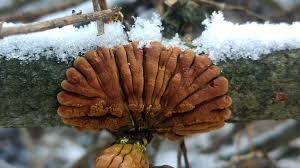 Attēlu rezultāti vaicājumam “Hypocreopsis lichenoides”