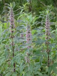 Attēlu rezultāti vaicājumam “Leonurus quinquelobatus flower”