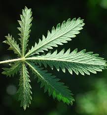 Image result for Potentilla recta