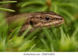 Attēlu rezultāti vaicājumam “Lacerta vivipara female”