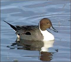 Image result for Anas acuta