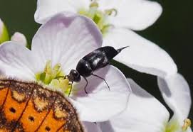 Attēlu rezultāti vaicājumam “Mordella sp.”