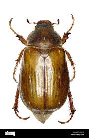 Attēlu rezultāti vaicājumam “Amphimallon solstitiale”