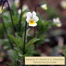 Attēlu rezultāti vaicājumam “Viola arvensis bud”