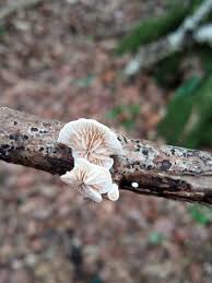 Attēlu rezultāti vaicājumam “Crepidotus versutus”