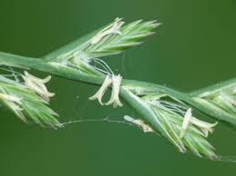 Attēlu rezultāti vaicājumam “Lolium perenne”
