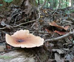 Attēlu rezultāti vaicājumam “Polyporus badius”