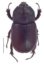 Attēlu rezultāti vaicājumam “Oryctes nasicornis male”