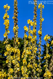 Attēlu rezultāti vaicājumam “Verbascum thapsus flower”