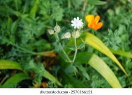 Attēlu rezultāti vaicājumam “Silene latifolia subsp. alba flower”